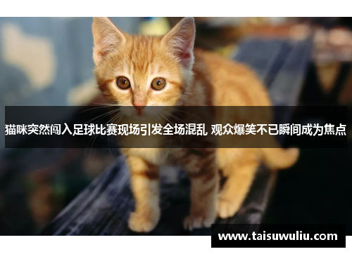 猫咪突然闯入足球比赛现场引发全场混乱 观众爆笑不已瞬间成为焦点